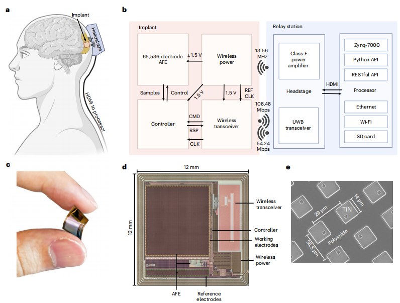 超高密度无线脑机接口问世：不扎针、不连线，单片成本仅25美元